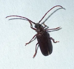 Tragosoma pilosicornis thumbnail 1