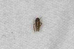Xestocephalus superbus thumbnail 3
