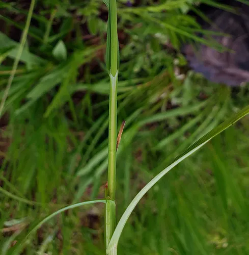 Mead's Sedge