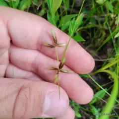 Shining Flatsedge thumbnail 2