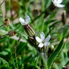 Arctic Catchfly thumbnail 4