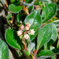 Arctic wintergreen thumbnail 4