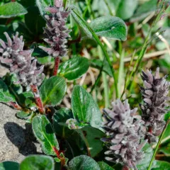 arctic willow thumbnail 3