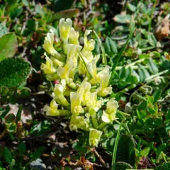 Maydell's Point-vetch thumbnail 3