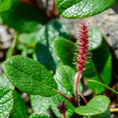 Net-leaved Willow thumbnail 4