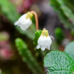 Arctic bell-heather thumbnail 2