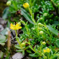 Yellow Saxifrage thumbnail 3