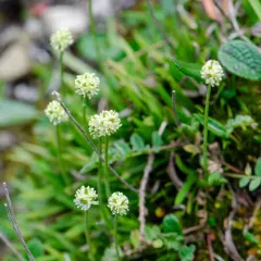 Scottish Asphodel thumbnail 3