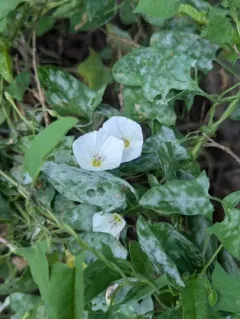 Bindweed Powdery Mildew thumbnail 2