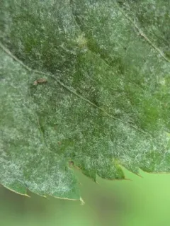 Umbellifer Powdery Mildew thumbnail 2