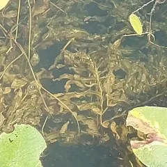white-stemmed pondweed thumbnail 3
