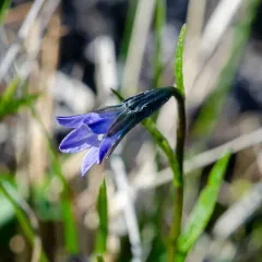 Arctic Harebell thumbnail 2