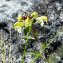 Northern Lousewort thumbnail 3