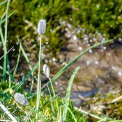 Alpine Foxtail thumbnail 4