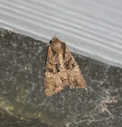 Common rustic thumbnail 4