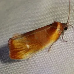 Ferruginous Eulia Moth thumbnail 4