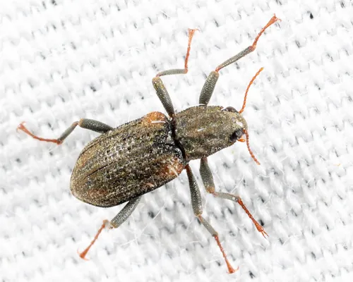 Stenelmis concinna