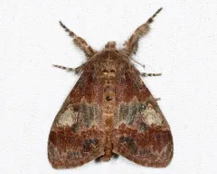 Cinnamon Tussock Moth thumbnail 3