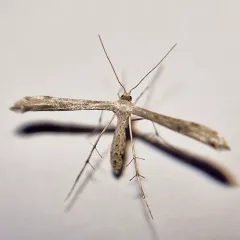 Ragweed Plume Moth thumbnail 3