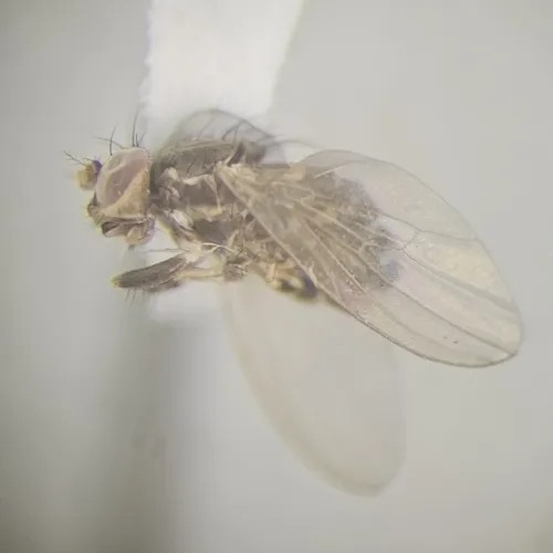 Periscelis flinti