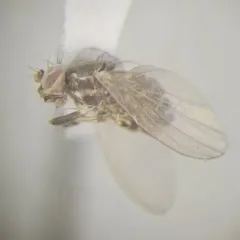 Periscelis flinti thumbnail 1