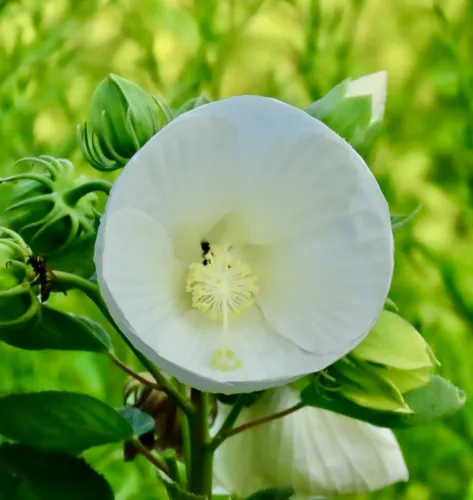 woolly rosemallow