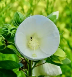 woolly rosemallow thumbnail 1