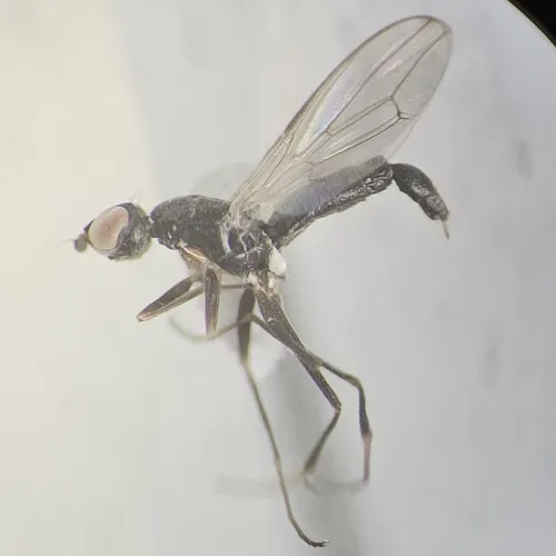 Strongylophthalmyia pengellyi