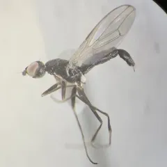 Strongylophthalmyia pengellyi thumbnail 1