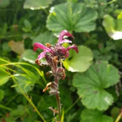 ducksbill lousewort thumbnail 3
