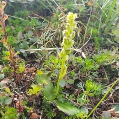 Choriso bog orchid thumbnail 4