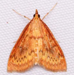 American Lotus Borer Moth thumbnail 3