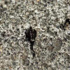 white-spotted groundbug thumbnail 2