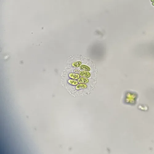 Comasiella arcuata