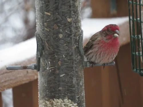 Avian Mycoplasmosis