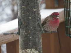 Avian Mycoplasmosis thumbnail 1