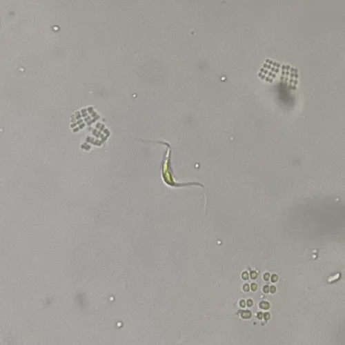 Schroederia spiralis