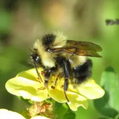 Sanderson's Bumble Bee thumbnail 3
