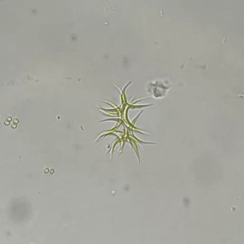Ankistrodesmus densus