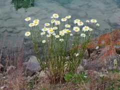 Oxeye daisy thumbnail 1