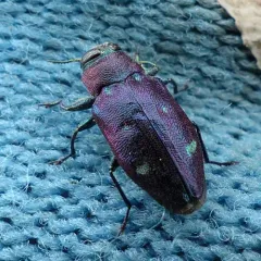 Chrysobothris azurea thumbnail 2