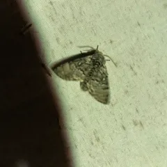 Close-banded Yellowhorn thumbnail 4