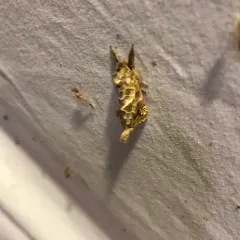 Striped Chocolate-tip Moth thumbnail 2