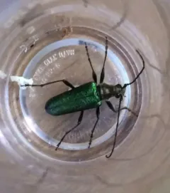 Anthophylax viridis thumbnail 2