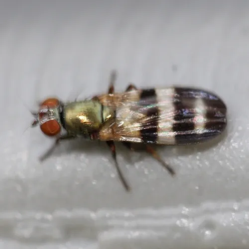 Chaetopsis massyla