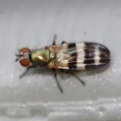 Chaetopsis massyla thumbnail 1