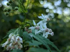 Virginia Mallow thumbnail 4