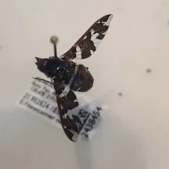 Exoprosopa caliptera thumbnail 2