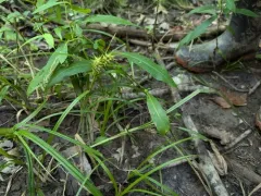 false hop sedge thumbnail 2