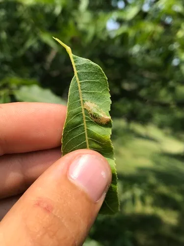 Phyllonorycter olivaeformis